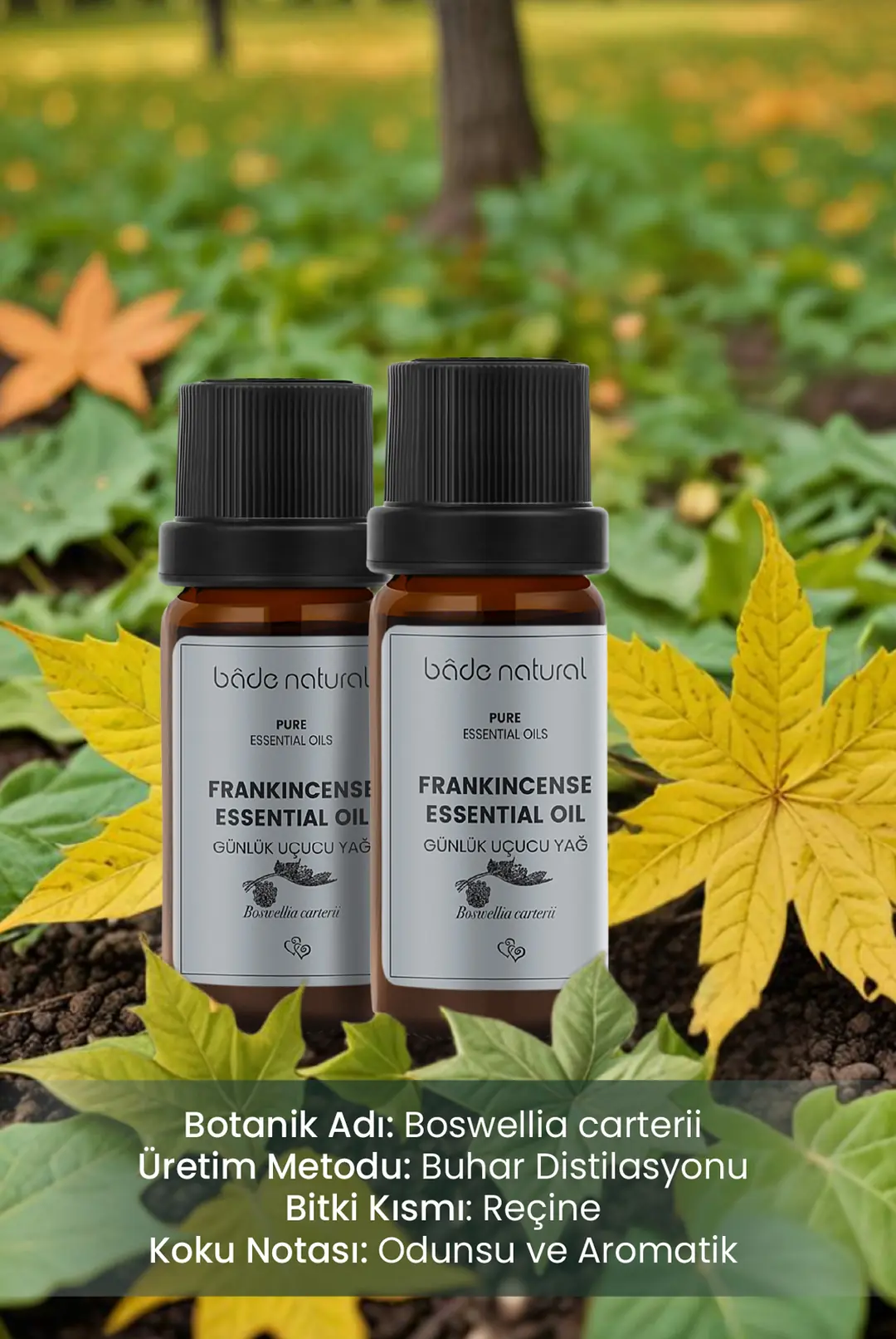 Günlük Uçucu Yağı %100 Saf 10 ml - 3