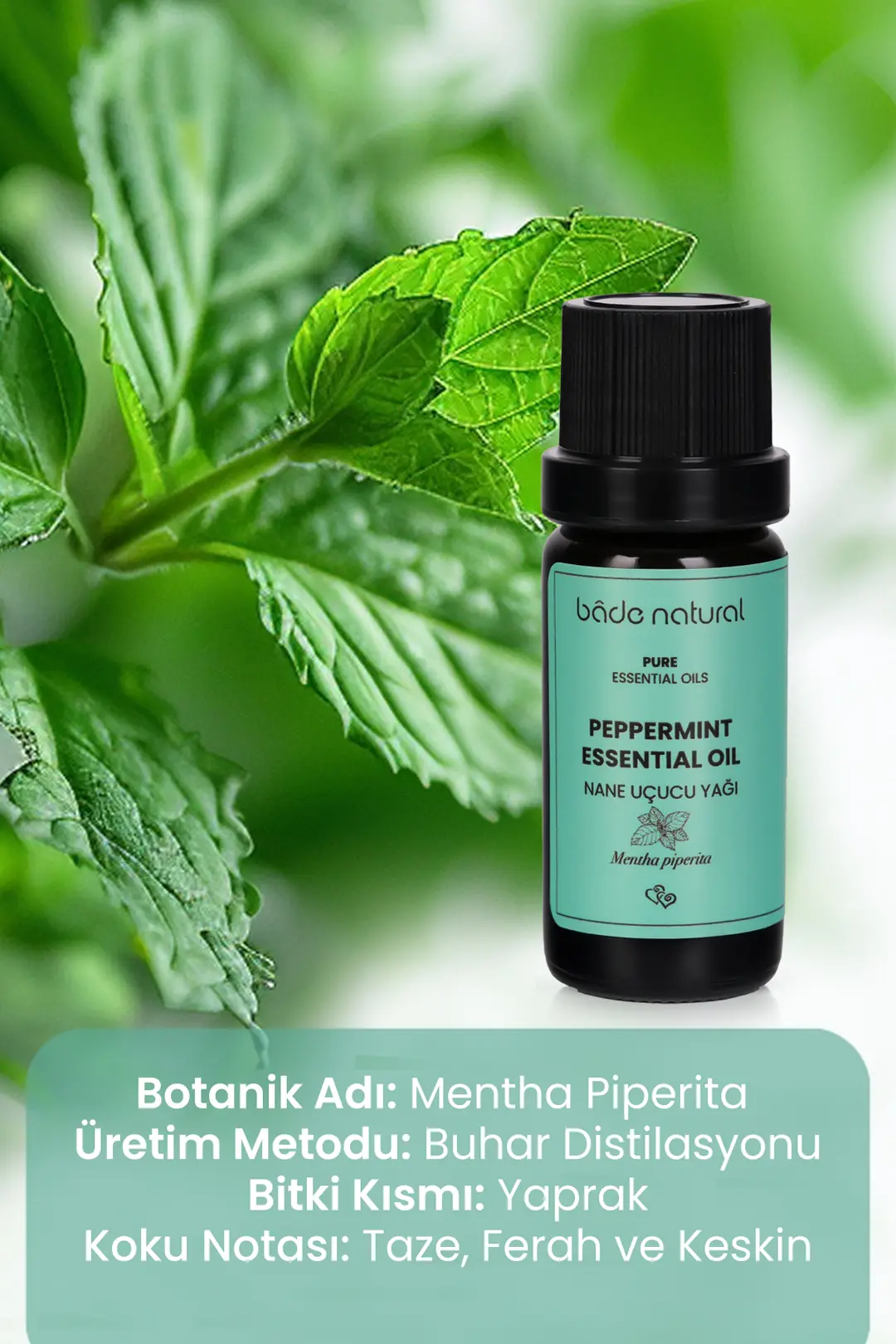 Nane Uçucu Yağı %100 Saf 10 ml - 3