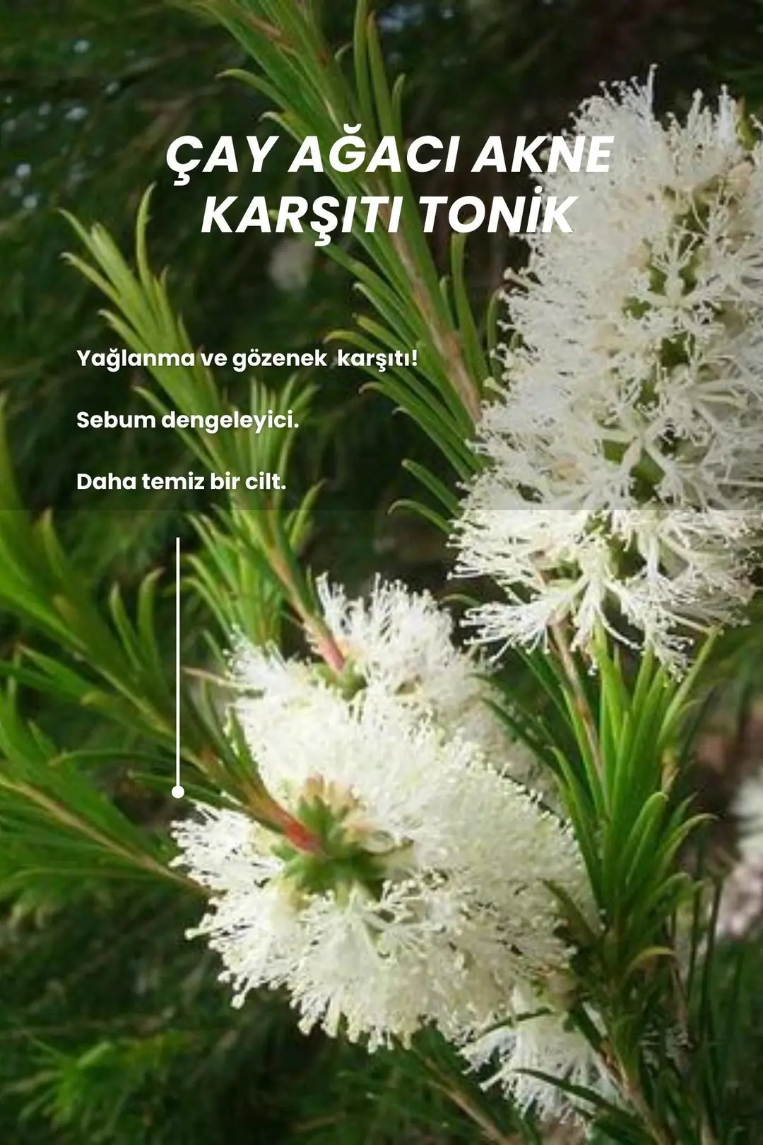 Çay Ağacı Akne Karşıtı Ve Gözenek Sıkılaştırıcı Arındırıcı Tonik 100 ml - 3